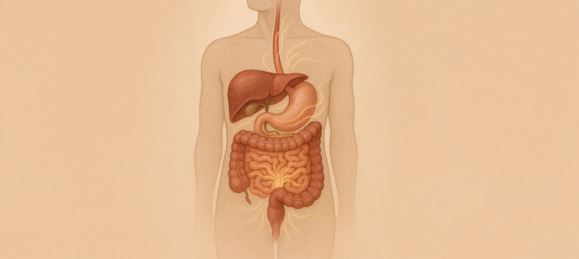 Digestive System